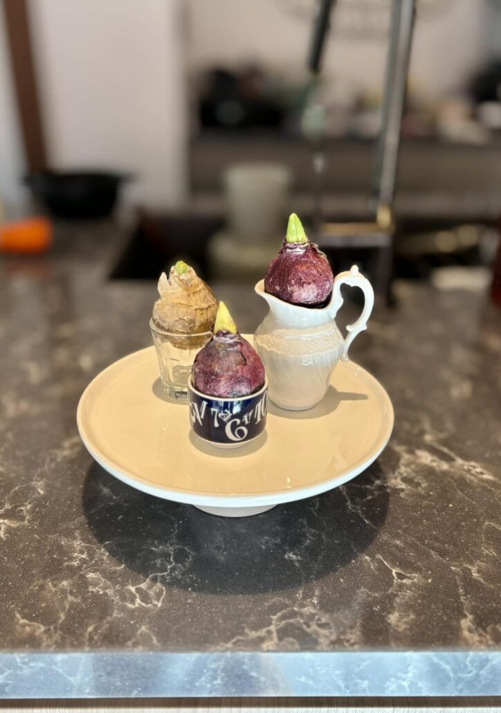 ヒヤシンス三兄弟